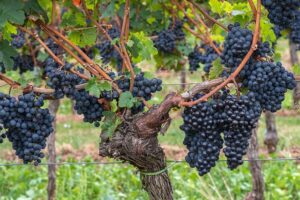 pruning grapevines