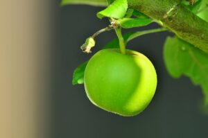 apple tree care