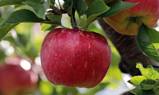 apple tree pollination