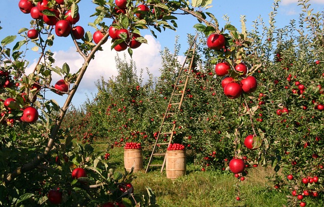 Zone 5 fruit trees