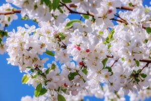 apple tree pollination