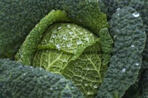 cabbage Growing stages