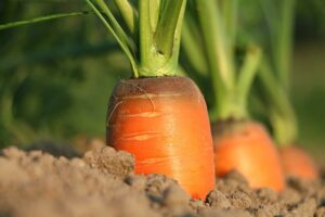 how to germinate carrots