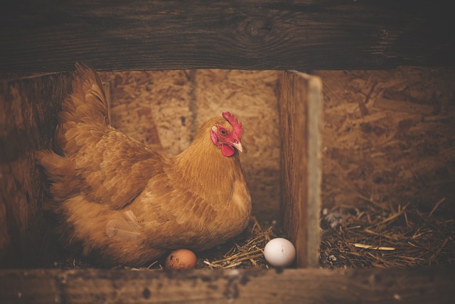 water-glassing eggs