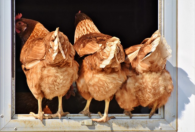 raising chickens