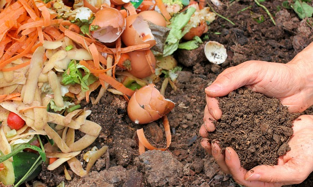 compost tea