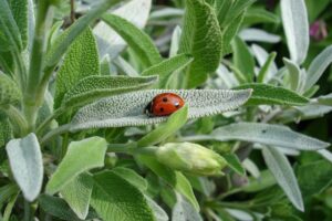 benefits of sage