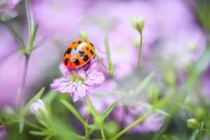 beneficial insects