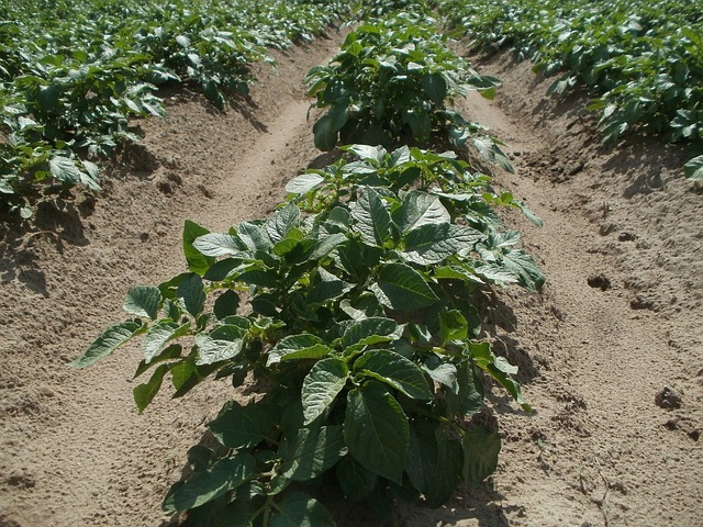 when to harvest potatoes