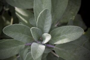 how to grow sage