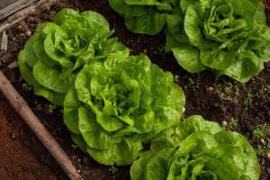 how t grow lettuce