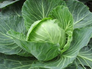 how to grow cabbage