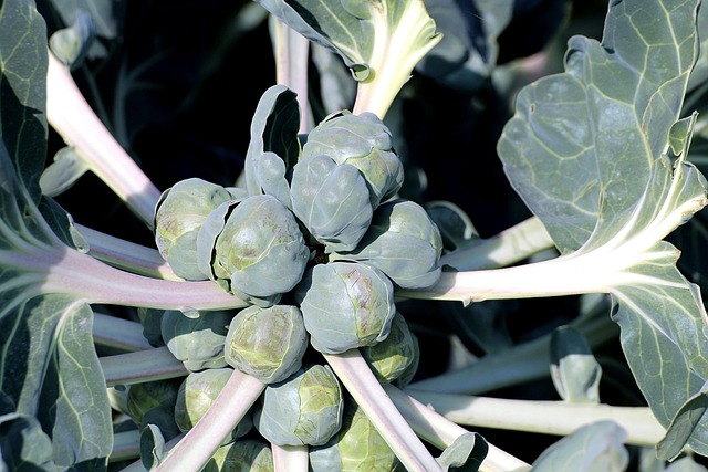 How to grow brussels sprouts