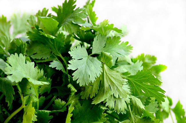 how to grow cilantro