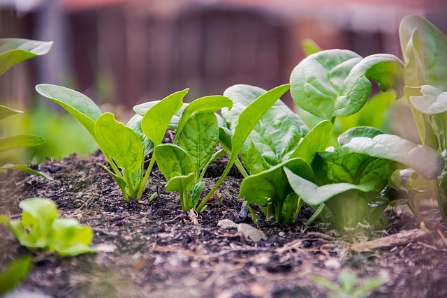 how to grow spinach