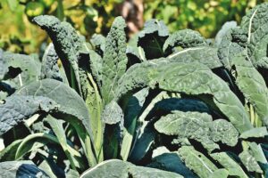 how to grow kale