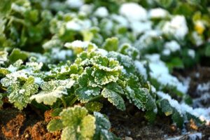 what can you grow in the winter