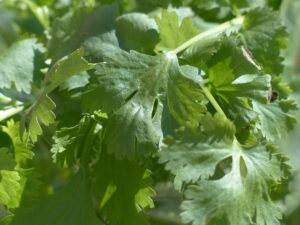 how to grow cilantro