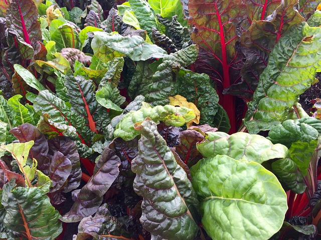 growing swiss chard