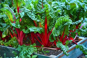 growing swiss chard