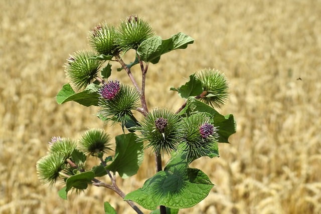 medicinal properties of burdock root