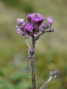 medicinal benefits of burdock