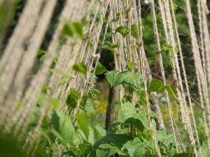 Growing pole beans