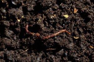 Trench composting