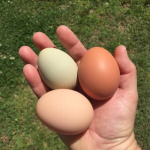 water glassing eggs