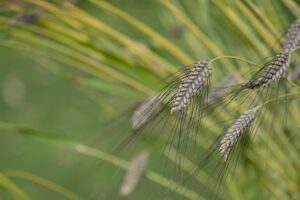 ancient grains