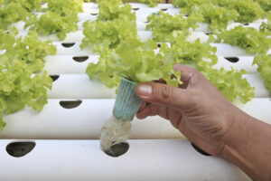 aquaponics vs aeroponics