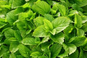 health benefits of lemon balm