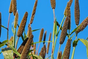 baking with ancient grains