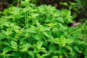 oregano health benefits