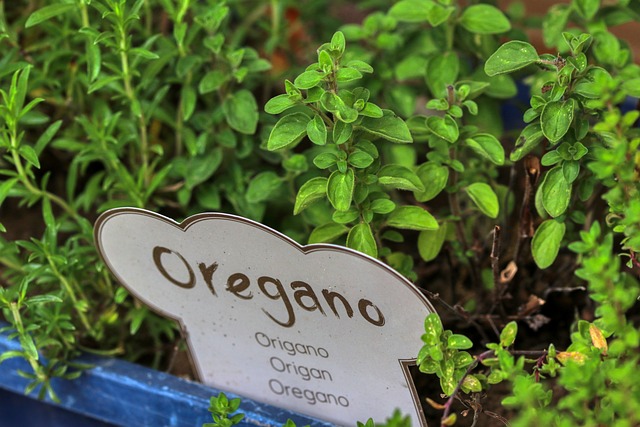 oregano health benefits