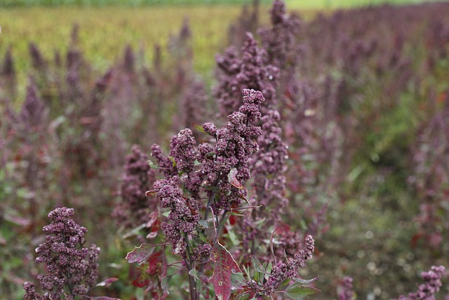 quinoa benefits