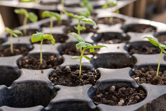 GMO vs. Hybrid vs. Heirloom 