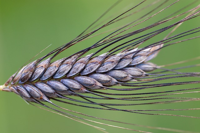 ancient grains