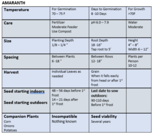 Growing amaranth