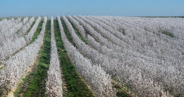 growing almond trees