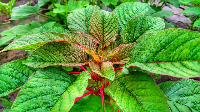 growing amaranth