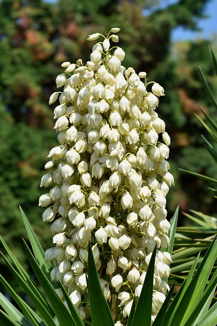 soap plants