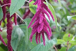 Growing amaranth 