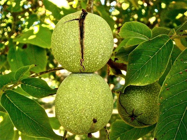 growing walnut trees