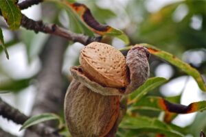 growing almond trees