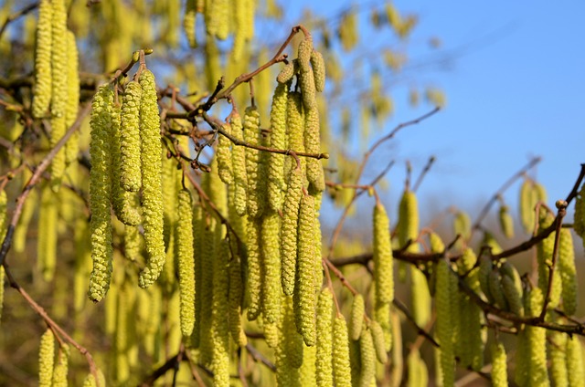 growing hazelnuts