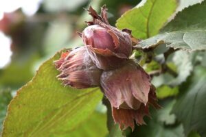 growing hazelnuts