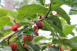 growing mulberry trees