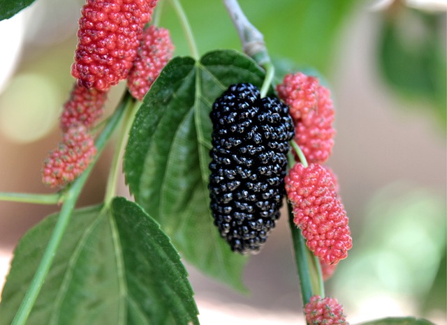 zone 8 fruit trees