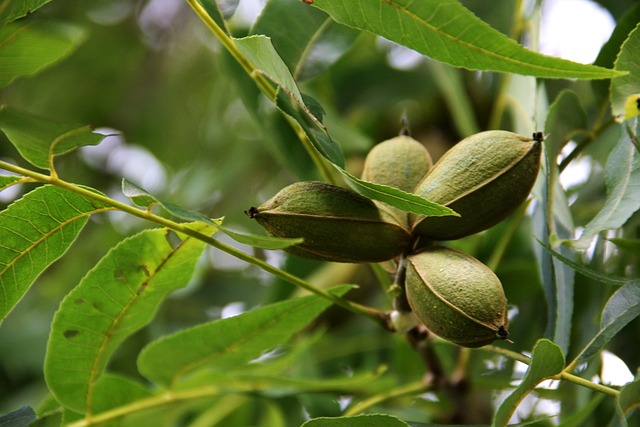 growing pecans